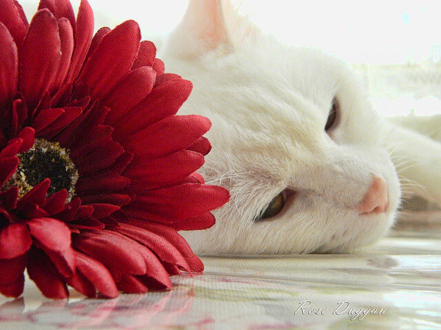 中超电视转播实现多视角实时切换，中超电视转播实现多视角实时切换的软件