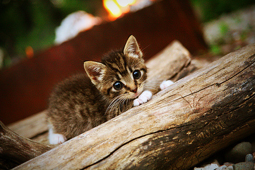 “德甲一路高歌猛进,冠军争夺进入关键期”,德甲最高分夺冠