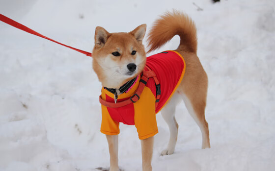 kaiyun中国官方网站-“法甲最后几轮，争冠形势渐趋明朗”，法甲排位