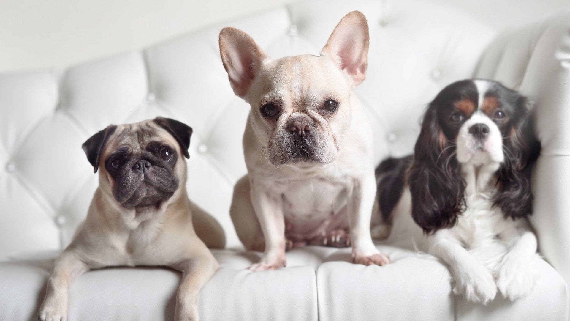 “西甲激烈拼抢，名将竞技状态火热”，西甲晋级