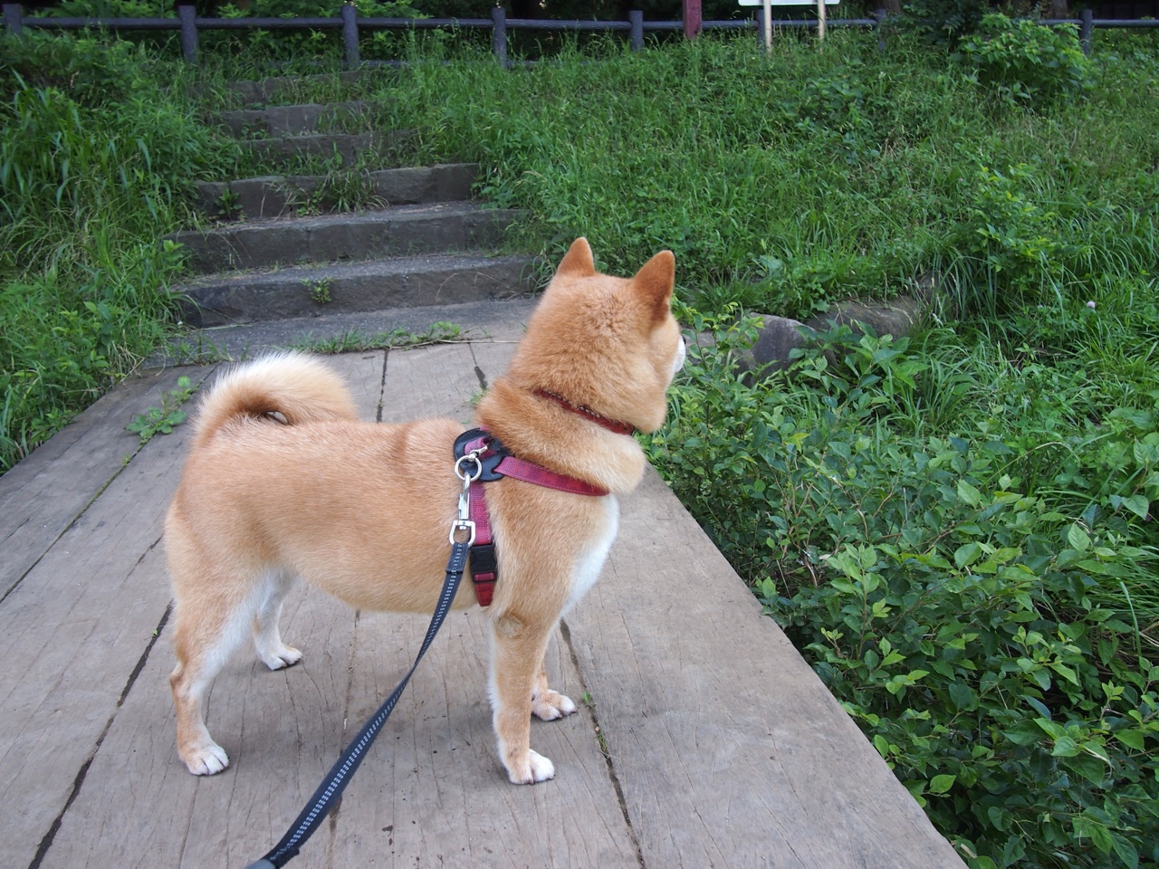 kaiyun官方入口登录-【穆基·贝茨的闪耀夜晚】道奇核心多次抢占排行榜榜首，穆奇-贝茨